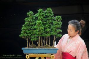 Tree ID 341 : Sawara Hinoki - Image 4