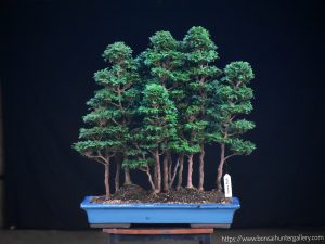 Tree ID 341 : Sawara Hinoki