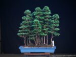 Tree ID 341 : Sawara Hinoki