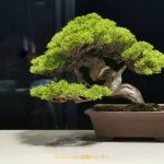 Tree ID 342 : Itoigawa Shimpaku