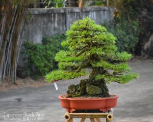 Tree ID 343 : Japanese Black Pine - Image 4