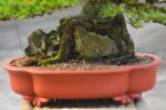 Tree ID 343 : Japanese Black Pine - Image 3