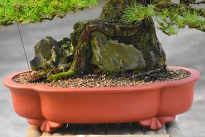 Tree ID 343 : Japanese Black Pine - Image 3