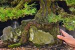 Tree ID 343 : Japanese Black Pine - Image 2