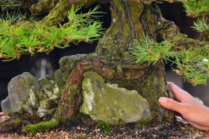 Tree ID 343 : Japanese Black Pine - Image 2