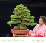 Tree ID 343 : Japanese Black Pine