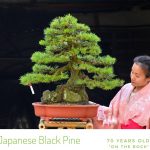 Tree ID 343 : Japanese Black Pine