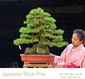 Tree ID 343 : Japanese Black Pine