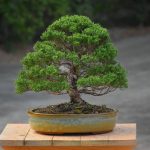 Tree ID 345 : Itoigawa Shimpaku