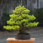 Tree ID 344 : Japanese Black Pine