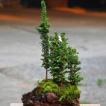 Tree ID 346 : Sekka Hinoki