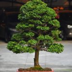 Tree ID 347 : Tsuyama Hinoki