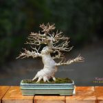 Tree ID 349 : Kaede Maple(Quality Shohin)