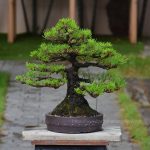 Tree ID 356 : Japanese Blackpine