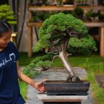 Tree ID 358 : Shimpaku