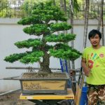 Tree ID 357 : บอนไซสนใบพาย