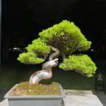 Tree ID 350 : Itoigawa Shimpaku