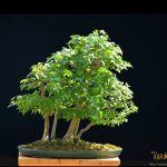 Tree ID 351 : Kaede Maple