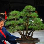 Tree ID 353 : Japanese Blackpine