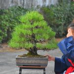 Tree ID 354 : Japanese Blackpine