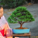 Tree ID 355 : Sawara Hinoki