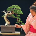 Tree ID 382 : Shimpaku