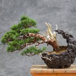 Tree ID 374: Shimpaku