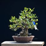 Tree ID 359 : Kinzu ส้มญี่ปุ่น