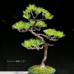 Tree ID 360 : Japanese Blackpine