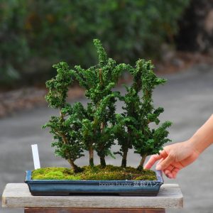 Tree ID 361: Sekka Hinoki