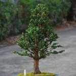 Tree ID 362: Sekka Hinoki