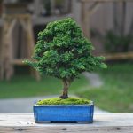 Tree ID 363: Sekka Hinoki