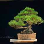 Tree ID 364: Japanese Black Pine