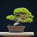 Tree ID 365: Itoigawa Shimpaku