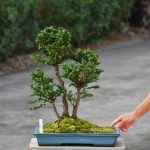 Tree ID 367: Sekka Hinoki