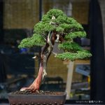 Tree ID 368: Shimpaku