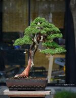 Tree ID 368: Shimpaku