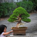 Tree ID 370: Itoigawa Shimpaku