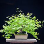 Tree ID 371: Japanese Maple