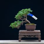 Tree ID 372: Tsuyama Hinoki