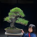 Tree ID 373 : Japanese Blackpine