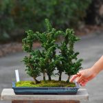 Tree ID 375: Sekka Hinoki