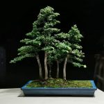 Tree ID 376: Sekka Hinoki