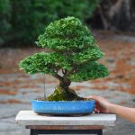 Tree ID 379: Tsuyama Hinoki (Cypress)