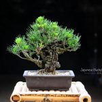 Tree ID 380: Japanese Black Pine