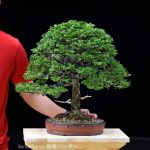 Tree ID 389: Tsuyama Hinoki (Cypress)