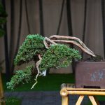 Tree ID 397 : Sonare