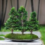 Tree ID 395 : Tsuyama Hinoki (Cypress)