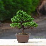 Tree ID 396 : Tsuyama Hinoki (Cypress)