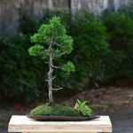 Tree ID 398 : Shimpaku